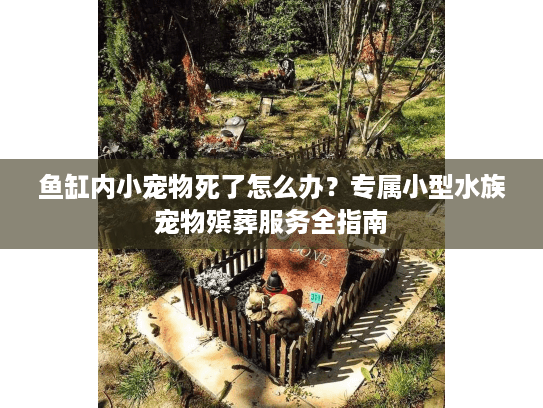 鱼缸内小宠物死了怎么办?专属小型水族宠物殡葬服务全指南 鱼缸内小宠物死了怎么办?专属小型水族宠物殡葬服务全指南