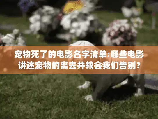 宠物死了的电影名字清单:哪些电影讲述宠物的离去并教会我们告别？