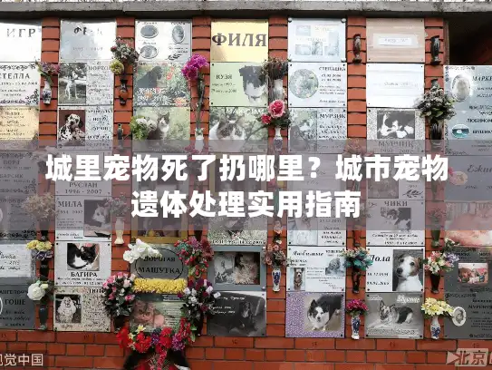 城里宠物死了扔哪里?城市宠物遗体处理实用指南 城里宠物死了扔哪里?城市宠物遗体处理实用指南