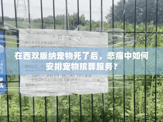 在西双版纳宠物死了后，悲痛中如何安排宠物殡葬服务？
