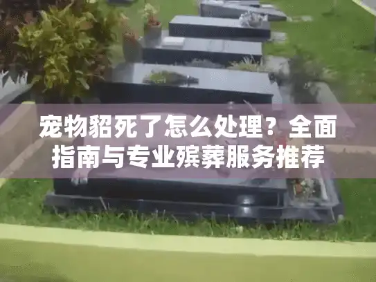 宠物貂死了怎么处理？全面指南与专业殡葬服务推荐