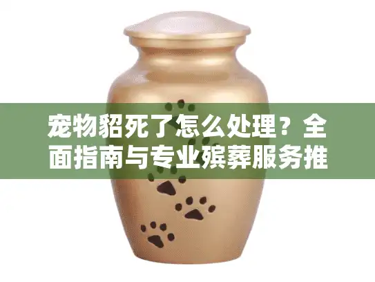 宠物貂死了怎么处理？全面指南与专业殡葬服务推荐