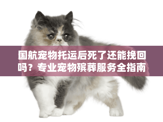 国航宠物托运后死了还能挽回吗？专业宠物殡葬服务全指南