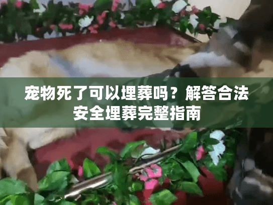 宠物死了可以埋葬吗？解答合法安全埋葬完整指南