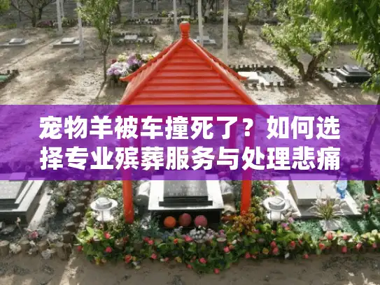 宠物羊被车撞死了?如何选择专业殡葬服务与处理悲痛 宠物羊被车撞死了?如何选择专业殡葬服务与处理悲痛