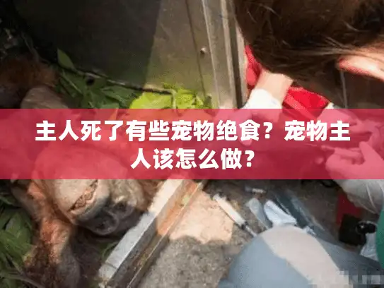 主人死了有些宠物绝食？宠物主人该怎么做？