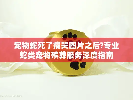 宠物蛇死了痛哭图片之后?专业蛇类宠物殡葬服务深度指南