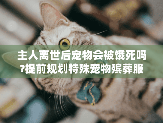 主人离世后宠物会被饿死吗?提前规划特殊宠物殡葬服务的必要性