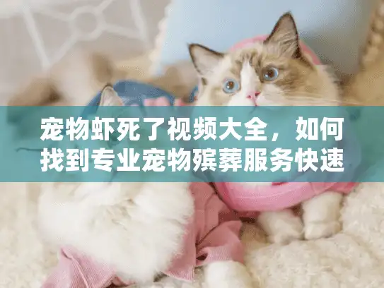 宠物虾死了视频大全，如何找到专业宠物殡葬服务快速解决悲伤