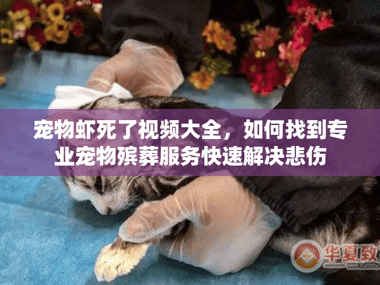 宠物虾死了视频大全，如何找到专业宠物殡葬服务快速解决悲伤
