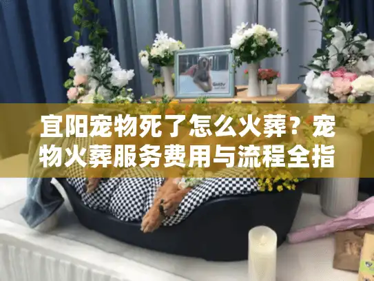 宜阳宠物死了怎么火葬？宠物火葬服务费用与流程全指南