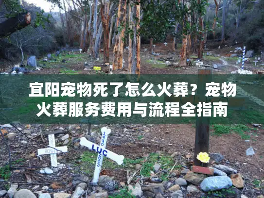 宜阳宠物死了怎么火葬？宠物火葬服务费用与流程全指南