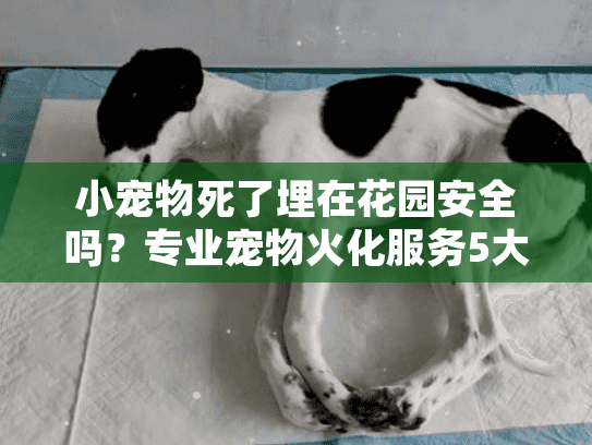 小宠物死了埋在花园安全吗？专业宠物火化服务5大避坑指南
