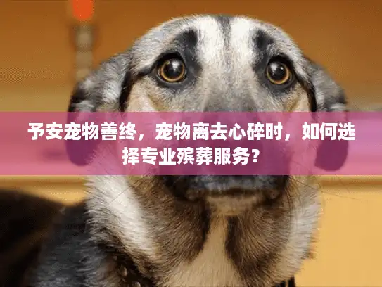 予安宠物善终,宠物离去心碎时,如何选择专业殡葬服务? 予安宠物善终,宠物离去心碎时,如何选择专业殡葬服务?