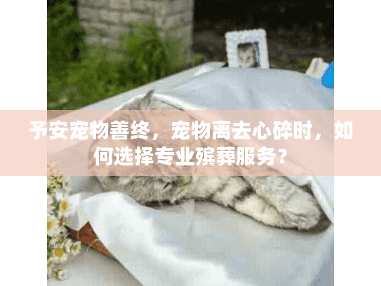 予安宠物善终,宠物离去心碎时,如何选择专业殡葬服务? 予安宠物善终,宠物离去心碎时,如何选择专业殡葬服务?