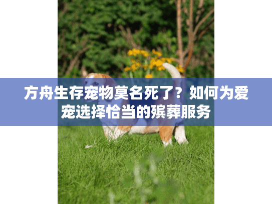 方舟生存宠物莫名死了？如何为爱宠选择恰当的殡葬服务