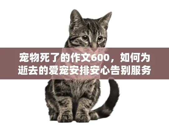 宠物死了的作文600，如何为逝去的爱宠安排安心告别服务？