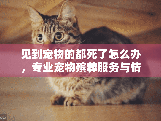 见到宠物的都死了怎么办，专业宠物殡葬服务与情感恢复全指南