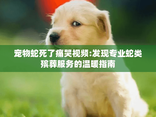 宠物蛇死了痛哭视频:发现专业蛇类殡葬服务的温暖指南