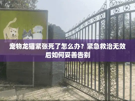 宠物龙猫紧张死了怎么办？紧急救治无效后如何妥善告别