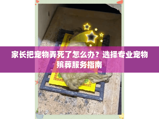 家长把宠物弄死了怎么办？选择专业宠物殡葬服务指南