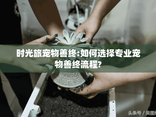 时光旅宠物善终:如何选择专业宠物善终流程? 时光旅宠物善终:如何选择专业宠物善终流程?