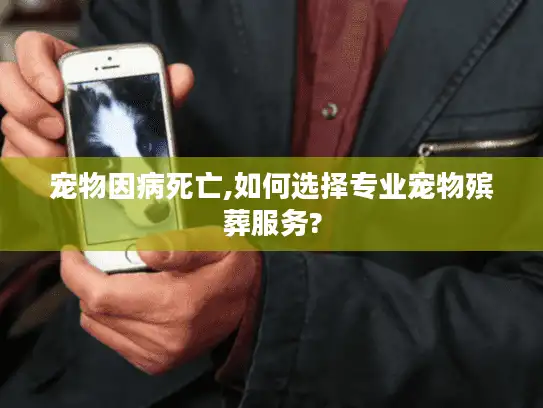宠物因病死亡,如何选择专业宠物殡葬服务?