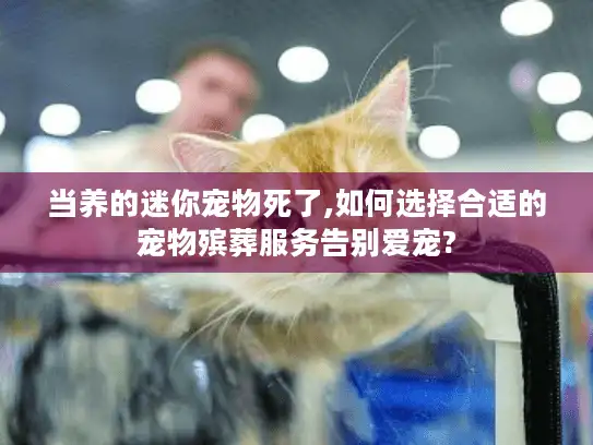 当养的迷你宠物死了,如何选择合适的宠物殡葬服务告别爱宠? 当养的迷你宠物死了,如何选择合适的宠物殡葬服务告别爱宠?