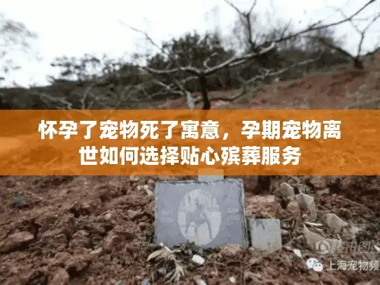 怀孕了宠物死了寓意，孕期宠物离世如何选择贴心殡葬服务
