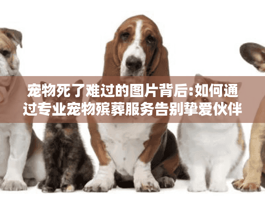 宠物死了难过的图片背后:如何通过专业宠物殡葬服务告别挚爱伙伴 宠物死了难过的图片背后:如何通过专业宠物殡葬服务告别挚爱伙伴