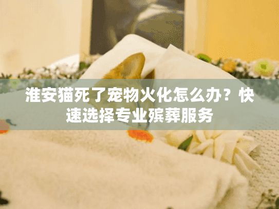 淮安猫死了宠物火化怎么办？快速选择专业殡葬服务