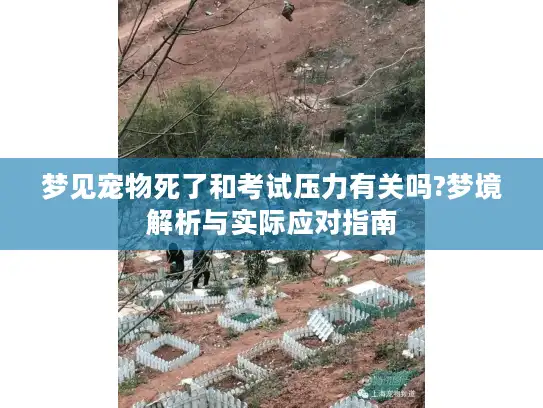 梦见宠物死了和考试压力有关吗?梦境解析与实际应对指南