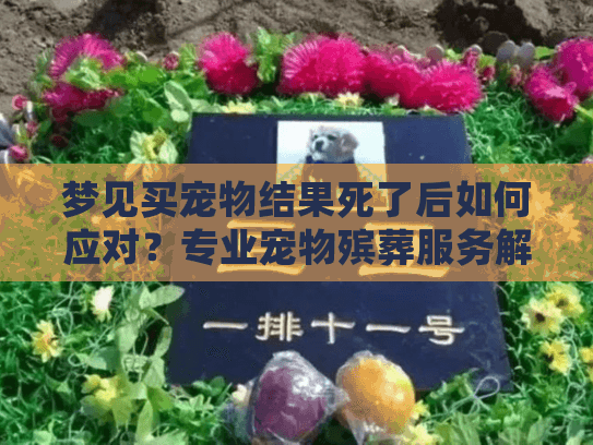 梦见买宠物结果死了后如何应对？专业宠物殡葬服务解答指南