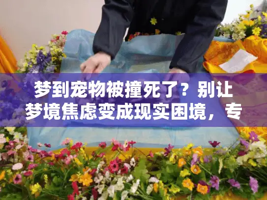 梦到宠物被撞死了？别让梦境焦虑变成现实困境，专业指南助你从容应对