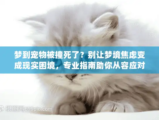 梦到宠物被撞死了？别让梦境焦虑变成现实困境，专业指南助你从容应对