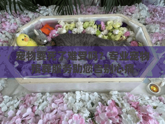 宠物要死了难受吗？专业宠物殡葬服务助您告别心痛