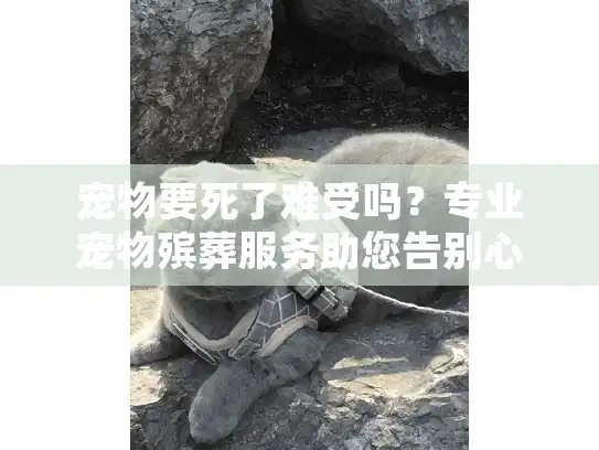 宠物要死了难受吗？专业宠物殡葬服务助您告别心痛