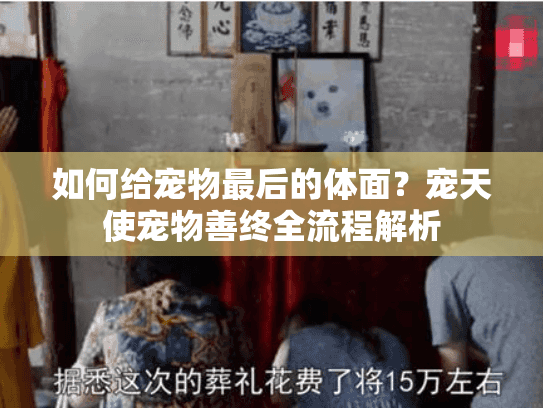 如何给宠物最后的体面?宠天使宠物善终全流程解析 如何给宠物最后的体面?宠天使宠物善终全流程解析
