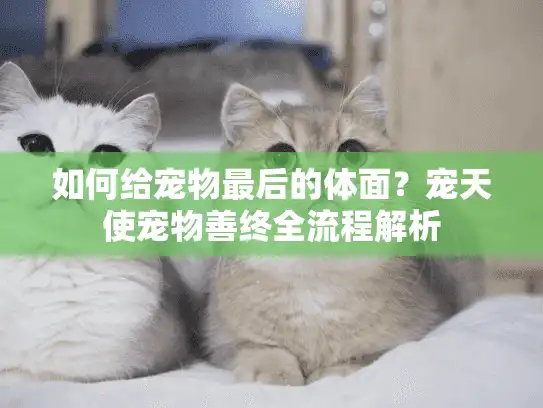如何给宠物最后的体面?宠天使宠物善终全流程解析 如何给宠物最后的体面?宠天使宠物善终全流程解析