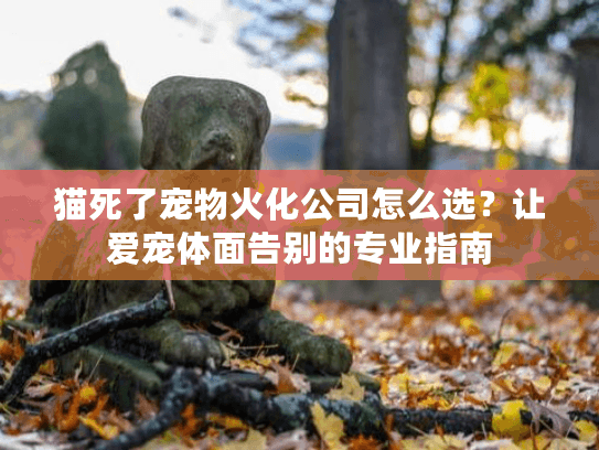 猫死了宠物火化公司怎么选？让爱宠体面告别的专业指南