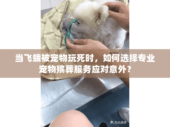 当飞蛾被宠物玩死时，如何选择专业宠物殡葬服务应对意外？