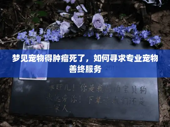 梦见宠物得肿瘤死了，如何寻求专业宠物善终服务