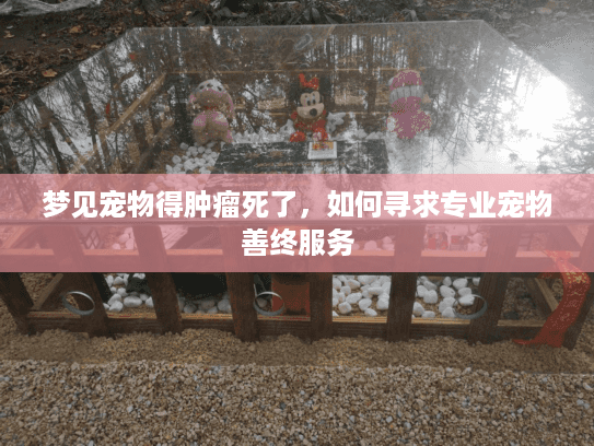 梦见宠物得肿瘤死了，如何寻求专业宠物善终服务