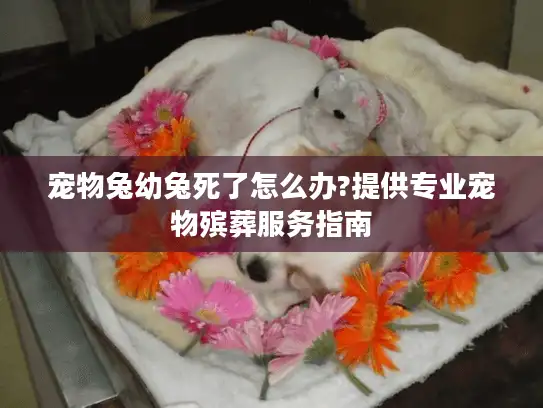 宠物兔幼兔死了怎么办?提供专业宠物殡葬服务指南