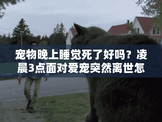 宠物晚上睡觉死了好吗?凌晨3点面对爱宠突然离世怎么办? 宠物晚上睡觉死了好吗?凌晨3点面对爱宠突然离世怎么办?