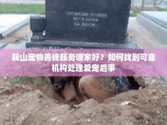 鞍山宠物善终服务哪家好？如何找到可靠机构处理爱宠后事