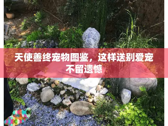 天使善终宠物图鉴,这样送别爱宠不留遗憾 天使善终宠物图鉴,这样送别爱宠不留遗憾