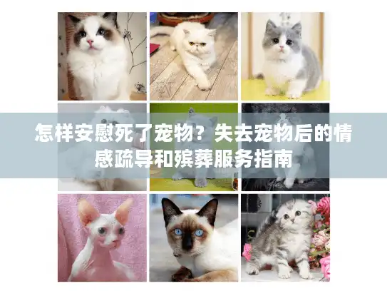 怎样安慰死了宠物？失去宠物后的情感疏导和殡葬服务指南