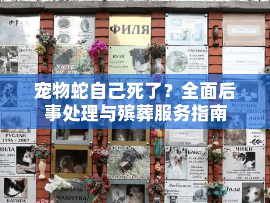 宠物蛇自己死了？全面后事处理与殡葬服务指南