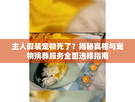 主人假装宠物死了？揭秘真相与宠物殡葬服务全面选择指南